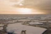 Дикая природа Арктики на снимках Одуна Ли Даля. ФОТО