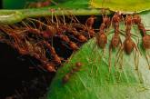 Удивительные муравьи-портные. ФОТО