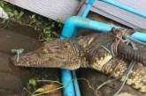В Таиланде «арестовали» крокодила, проникшего в бар. ФОТО