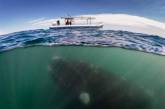 Красивые снимки подводного мира на поверхности воды. ФОТО