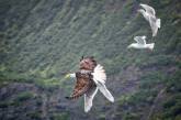 Чайка напала на орлана, чтобы отбить товарища. ФОТО