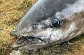 На шотландское побережье выбросило тунца размером с человека. ФОТО
