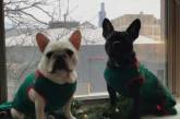 Потешные собаки, получившие в подарок рождественские свитера. ФОТО