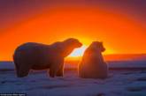 Красивые снимки белых медведей на фоне заката. Фото
