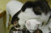 Смешные кошки, которые разучились правильно есть