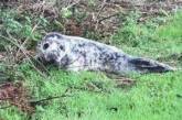 Преодолел 30 километров: британка нашла в саду детеныша тюленя. ФОТО