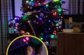 Больше не наливать: британка разглядела призрака за рождественской елкой. ФОТО