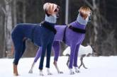 Собаки в стильных свитерах стали звездами новых мемов. ФОТО