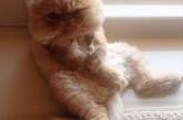 Сеть покорил персидский кот со стильной прической. ФОТО