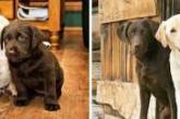 До и после: люди поделились фотками повзрослевших собак.ФОТО