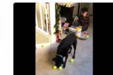 Сеть в восторге от реакции собаки на рождественский подарок. ВИДЕО