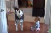 Дружеская беседа собаки с маленьким мальчиком стала хитом в интернете