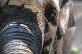 Слоны-погорельцы отогрелись в Сибири двумя ящиками водки