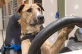 В Новой Зеландии два пса успешно сдали экзамен по вождению