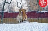 Обитатели киевского зоопарка радуются снегу. Фото