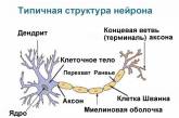 Ученные разрабатывают новые методы лечения  рассеянного склероза