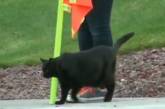 В США кот помогает школьникам переходить дорогу