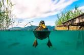 Плавающие животные в ярких снимках. ФОТО