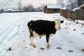 В Томске новогодние елки скормят коровам