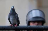 Немка пожаловалась в полицию на странного голубя