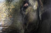 Жители Непала требуют поймать и уничтожить слона-убийцу