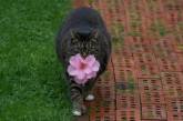 В Канаде толстая кошка принесла хозяйке цветок