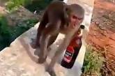 Наглая обезьяна оставила туриста без пива. ВИДЕО