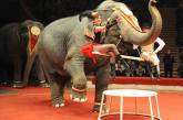 Цирк отчитался о здоровье слонов-погорельцев