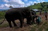 Общительный слоненок не позволил туристам сделать селфи