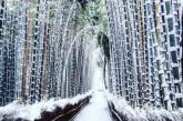 Фотограф показал красоту заснеженного Киото. ФОТО