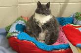 «Сварливая девушка»: самая толстая кошка Британии сменила четыре семьи. ФОТО