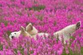 Белые медведи в непривычной цветочной обстановке. Фото