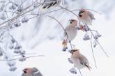 Птицы Финляндии на фотографиях Юкки Рисикко. ФОТО