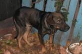 На Донбассе собака отгрызла голову своему хозяину