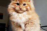 Очаровательные котята породы мейн-кун. ФОТО