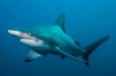 В Австралии турист за хвост оттащил акулу от пляжа
