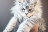 Котята мейн-кунов в потешных фотках. ФОТО