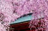 Японские сады храма Хэйан-джингу. ФОТО