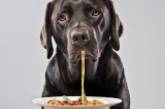 Собак удалось приручить благодаря человеческой пище