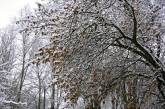 Завтра по прогнозам синоптиков в Украине опять пойдет снег 