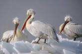 Фотограф показал красоту пеликанов. ФОТО