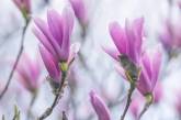 Красивые снимки цветов и растений от Элисон Стэйт. ФОТО