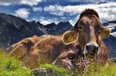 Всем любви: британцы создали сайт знакомств для коров