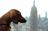 В Нью-Йорке прошла крупнейшая выставка собак. ФОТО