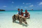 Свиньи с Багамских островов находятся под угрозой вымирания. ФОТО