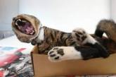 Смешные фотки, которые оценят владельцы кошек. ФОТО 