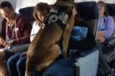 Курьезные снимки животных, которые стали самыми необычными пассажирами самолетов