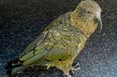 Новозеландский попугай ограбил туриста 