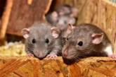 Полицию Нидерландов решили «усилить» крысами