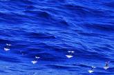 Японские учёные доказали способность кальмаров пролетать расстояние до 30 метров 